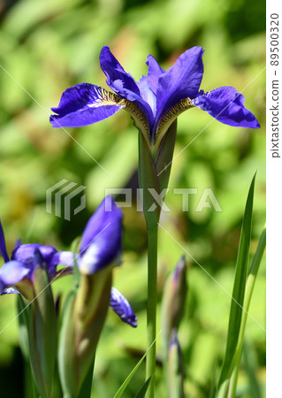 Ayame is a beautiful purple flower with a purple mesh pattern on a yellow background and is decorated with cut flowers at the Dragon Boat Festival. 89500320
