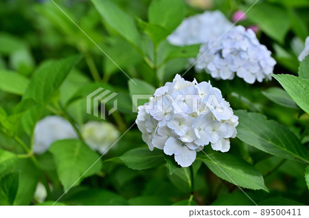 Hydrangea Temple Kawasaki Myorakuji Temple Hydrangea Temple Kawasaki Myorakuji Temple 89500411