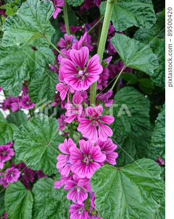 錦葵 錦葵 89500420