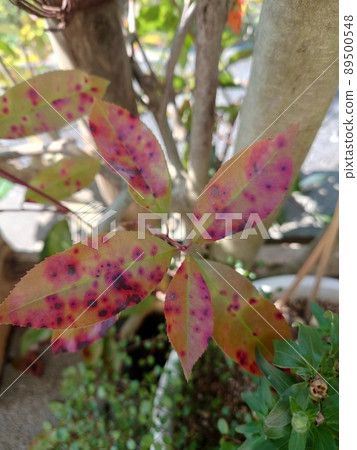 Illness Japanese photinia Illness Japanese photinia 89500548