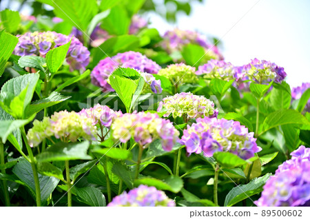 Hydrangea Temple Kawasaki Myorakuji Temple Hydrangea Temple Kawasaki Myorakuji Temple 89500602