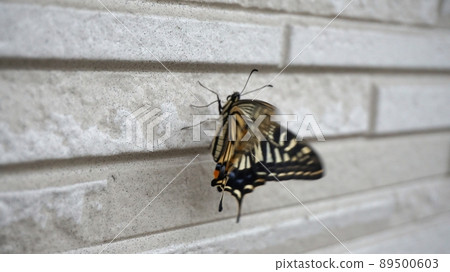 Swallowtail on the wall 89500603