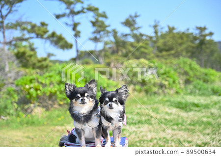 千葉縣南房總市野島崎房總半島旅行的奇瓦瓦 89500634