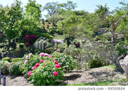 宮城縣岩沼市金邊美水神社花卉節牡丹園牡丹 宮城縣岩沼市金邊美水神社花卉節牡丹園牡丹 89500684