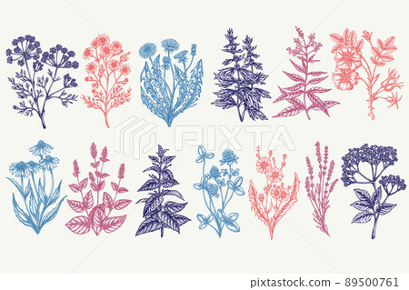 Tea herbs hand drawn vector illustrations collection. Stylized chamomile, mint, chicory, etc. 89500761