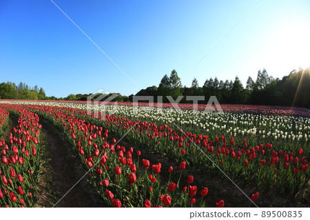 Churippu 場 5781 89500835