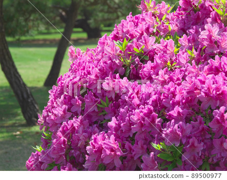 盛開的濱離宮杜鵑花（2022年5月） 89500977