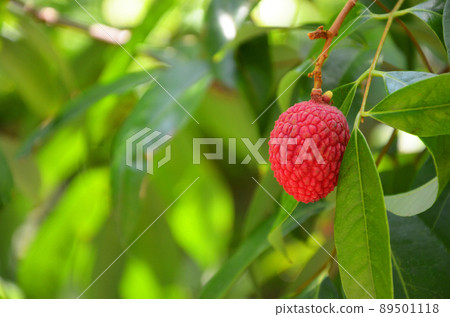 Litchi 89501118