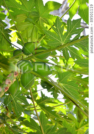 papaya 89501119