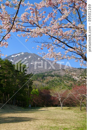 天鏡台的櫻花（福島縣豬苗代町） 89501169