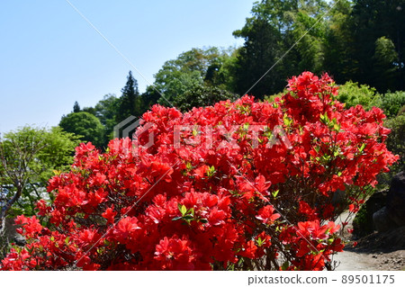 宮城縣岩沼市金邊水神社花卉節牡丹園杜鵑花 89501175