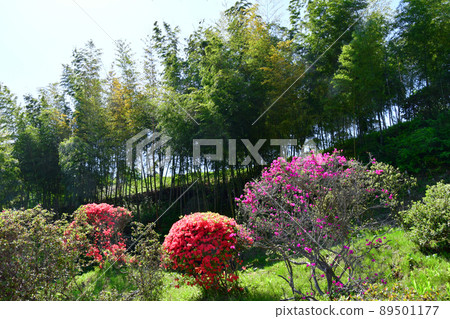 宮城縣岩沼市金邊水神社花卉節牡丹園杜鵑花 宮城縣岩沼市金邊水神社花卉節牡丹園杜鵑花 89501177