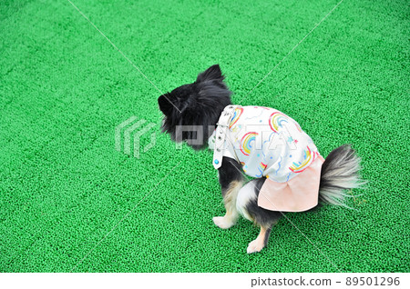 吉娃娃上廁所 吉娃娃上廁所 89501296