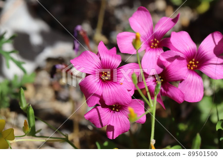 春天在日本田野裡盛開的粉紅酢漿草粉花 89501500