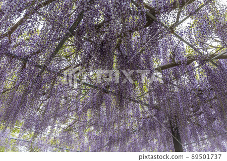 Kazahaya no Sato Fuji in full bloom Kazahaya no Sato Fuji in full bloom 89501737