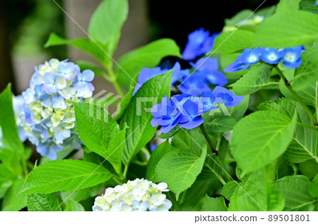 Hydrangea Temple Kawasaki Myorakuji Temple Hydrangea Temple Kawasaki Myorakuji Temple 89501801