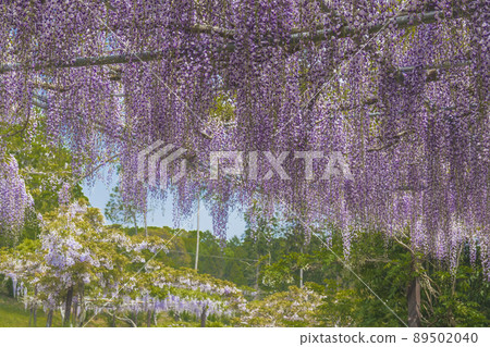 Kazahaya no Sato Fuji in full bloom Kazahaya no Sato Fuji in full bloom 89502040