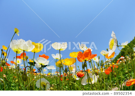 Poppy 4069 Poppy 4069 89502354