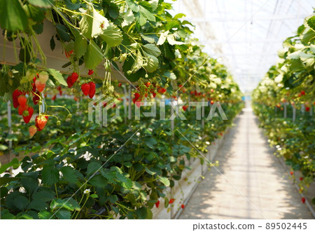 溫室採摘草莓體驗 溫室採摘草莓體驗 89502445