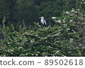 Wild birds in the fresh green 89502618