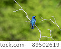 blue bird	 89502619
