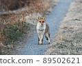 Fox  89502621