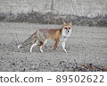 Fox  89502622
