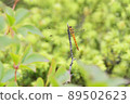 Dragonfly  89502623