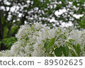 Honeybird 89502625