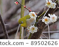 Plum and mezzo 89502626