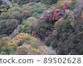 Autumn leaves 89502628