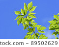 Blue sky and fresh green 89502629