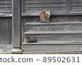 Two cats 89502631