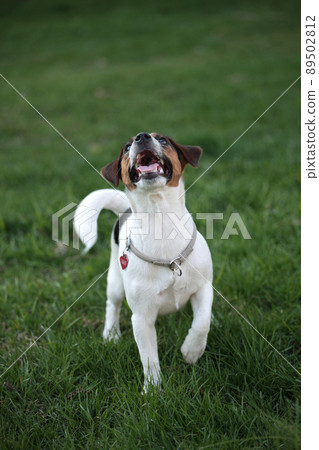 Jack Russell Terrier Puppy standing and looking up Jack Russell Terrier Puppy standing and looking up 89502812