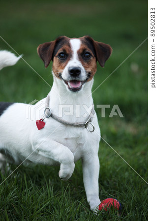 Jack Russell Terrier Puppy standing and looking up Jack Russell Terrier Puppy standing and looking up 89502813