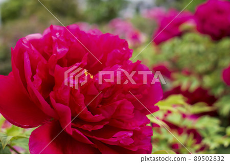 Peony of the mate Peony of the mate 89502832