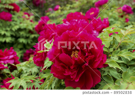 Peony of the mate Peony of the mate 89502838