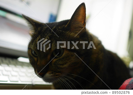 PC monitor and keyboard background and cat silhouette PC monitor and keyboard background and cat silhouette 89502876