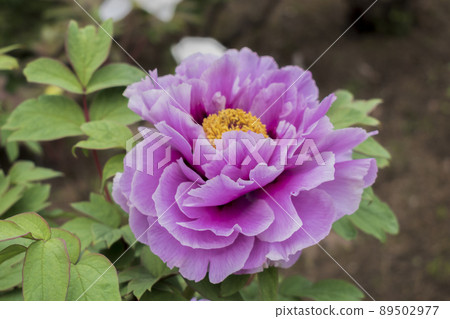 Peony of the mate Peony of the mate 89502977