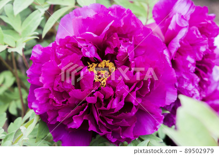 Peony of the mate Peony of the mate 89502979