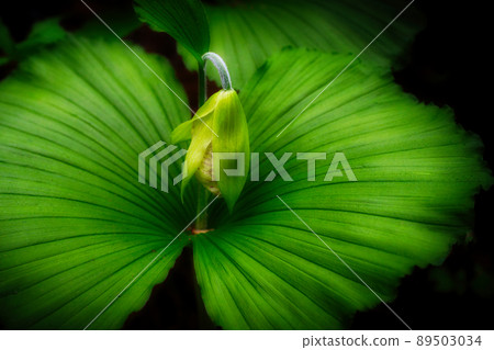 Endangered Cypripedium japonicum buds with a beautiful dignified appearance 89503034