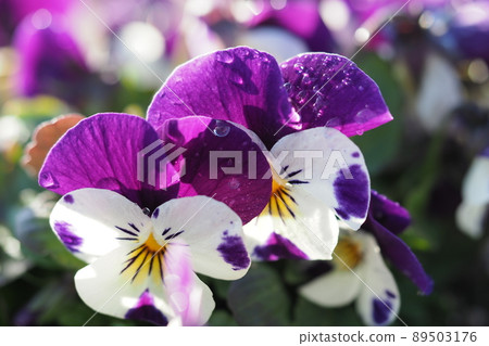 三色堇花和水滴 三色堇花和水滴 89503176