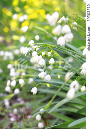 Suzuran suisen (Suzuran Narcissus) snowflake 89503710