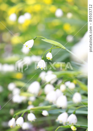 Suzuran suisen (Suzuran Narcissus) snowflake 89503712