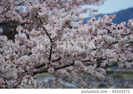 盛開的櫻花期待陽光 89503872