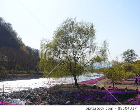 苔蘚福祿考，苔蘚福祿考，立谷川 89504317