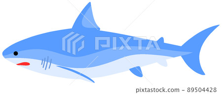 短鰭灰鯖鯊 89504428