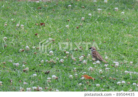 A sparrow in the field of a lotus 89504435