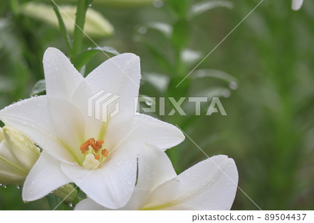White lily after the rain 89504437