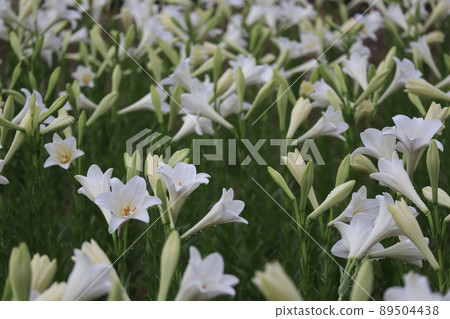 White lily field after the rain White lily field after the rain 89504438